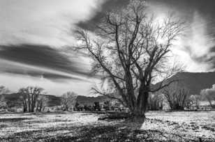 Old cottonwood-2485 Old cottonwood-2485